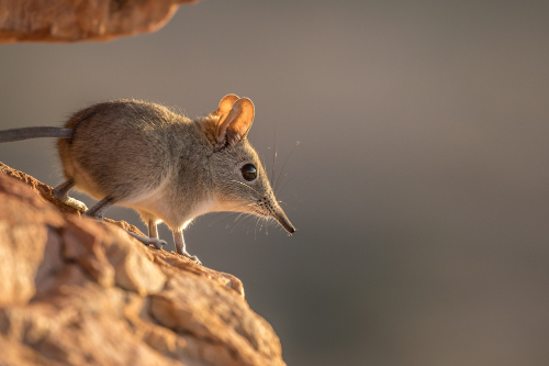 elephant shrew